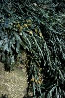 Ascophylles (Ascophyllum nodosum)